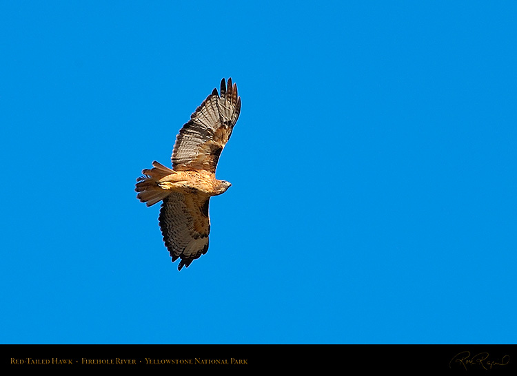 Red-TailedHawk_Yellowstone_0645