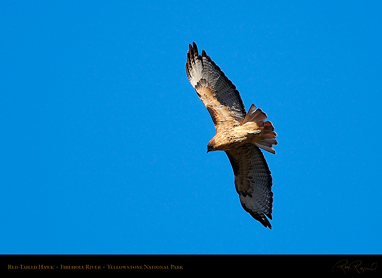 Red-TailedHawk_Yellowstone_0622