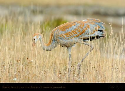 SandhillCrane_Juvenile_Yellowstone_9633