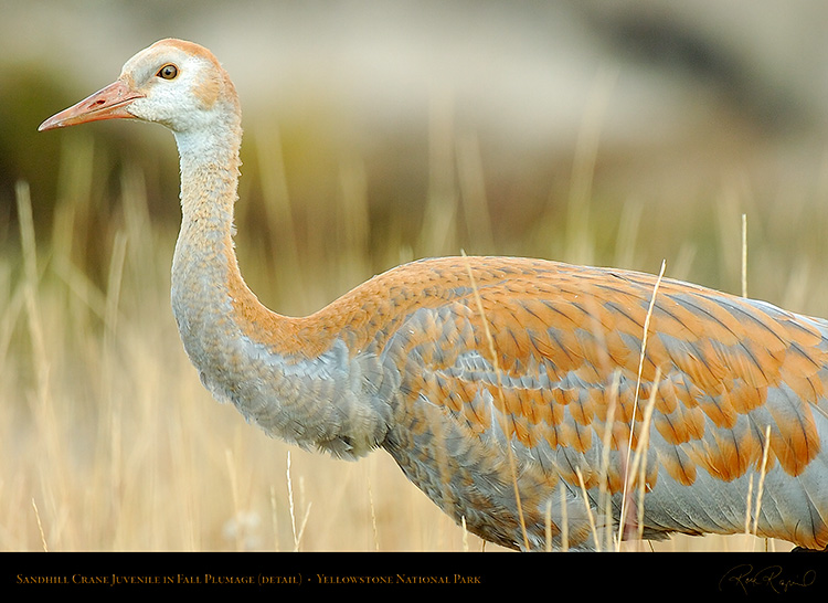 SandhillCrane_Juvenile_Yellowstone_9662c