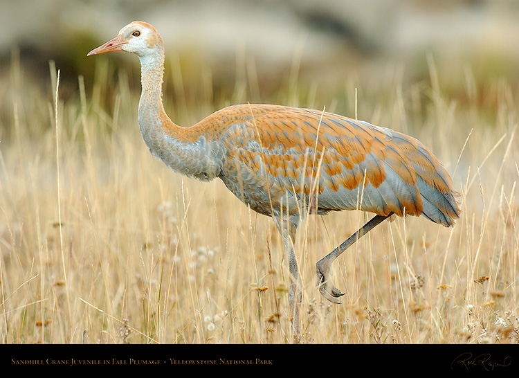 SandhillCrane_Juvenile_Yellowstone_9663