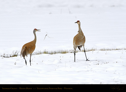 SandhillCrane_MatingDance_6906