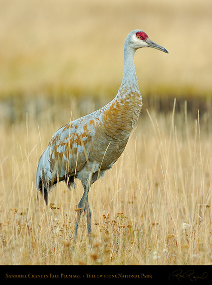 SandhillCrane_Yellowstone_9599