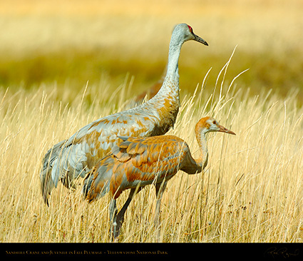 SandhillCrane_andJuvenile_Yellowstone_0455M