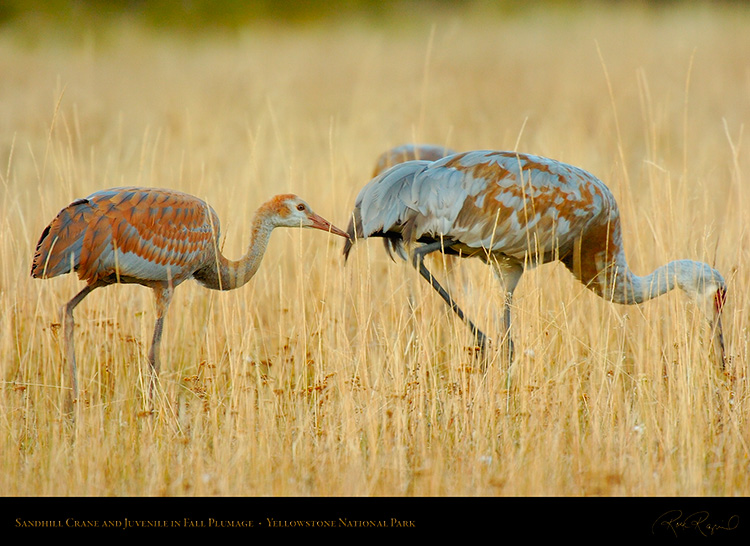 SandhillCrane_andJuvenile_Yellowstone_9267