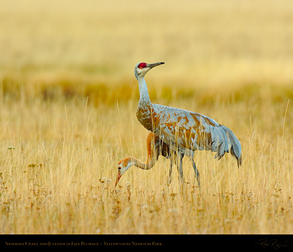 SandhillCrane_andJuvenile_Yellowstone_9434M