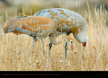 SandhillCrane_andJuvenile_Yellowstone_9639