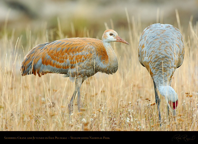 SandhillCrane_andJuvenile_Yellowstone_9650