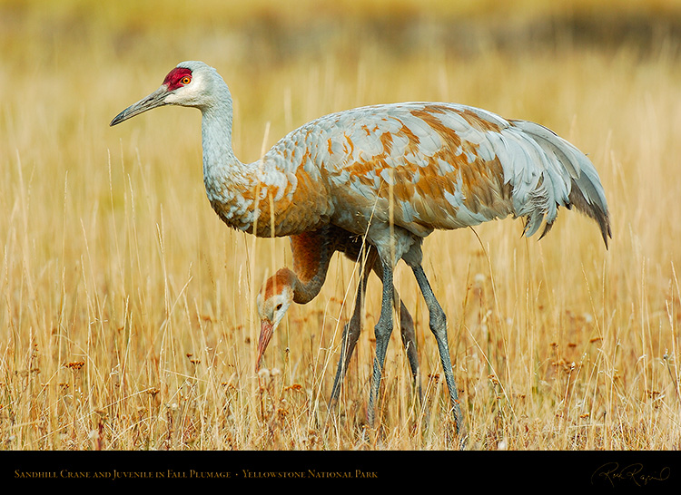 SandhillCrane_andJuvenile_Yellowstone_9673