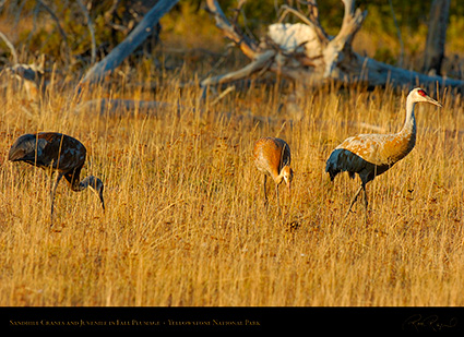 SandhillCranes_andJuvenile_Yellowstone_9225