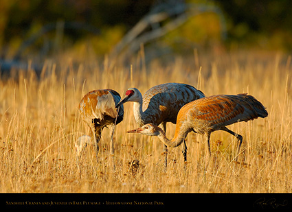 SandhillCranes_andJuvenile_Yellowstone_9237
