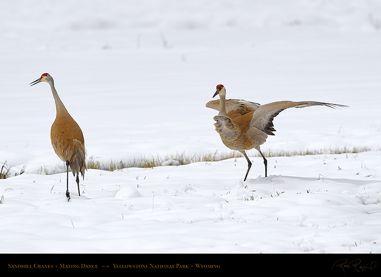 SandhillCrane_MatingDance_6915