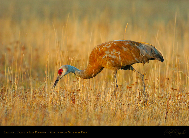 SandhillCrane_Yellowstone_9332