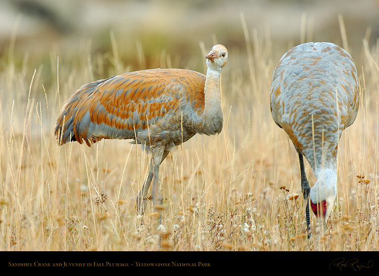 SandhillCrane_andJuvenile_Yellowstone_9655