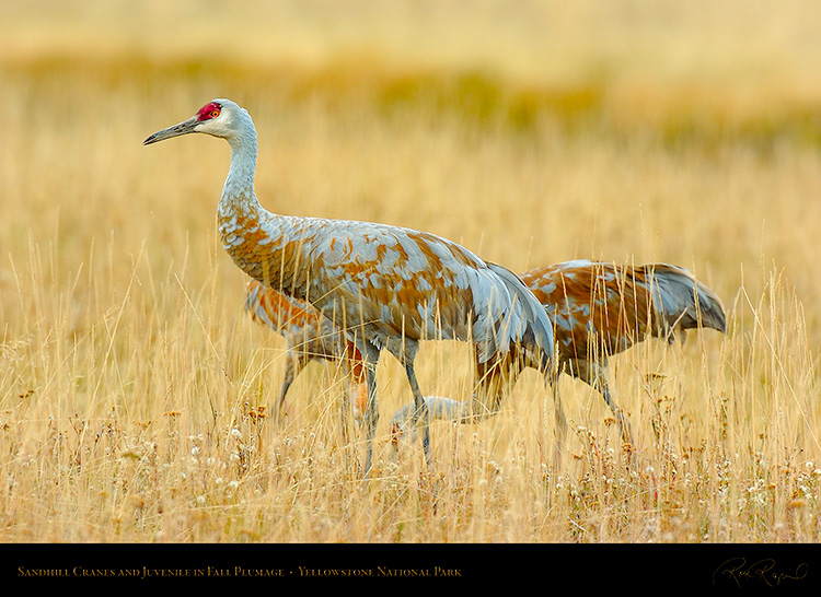 SandhillCranes_andJuvenile_Yellowstone_9471