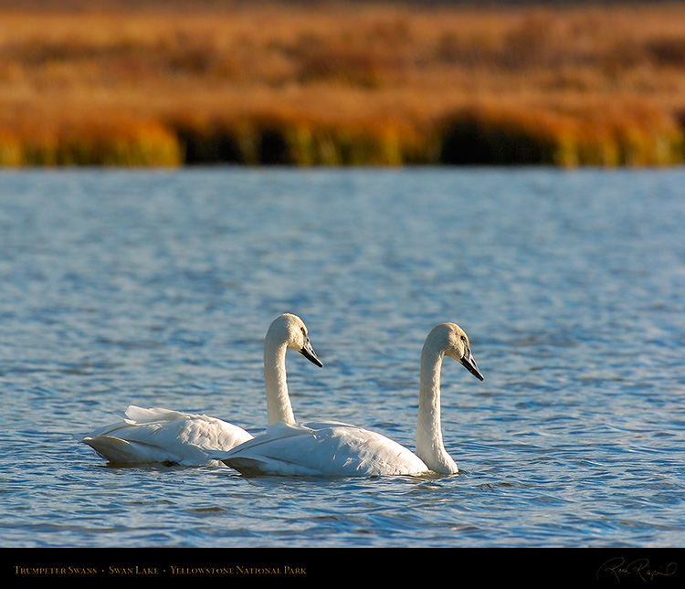 TrumpeterSwans_SwanLake_9926M