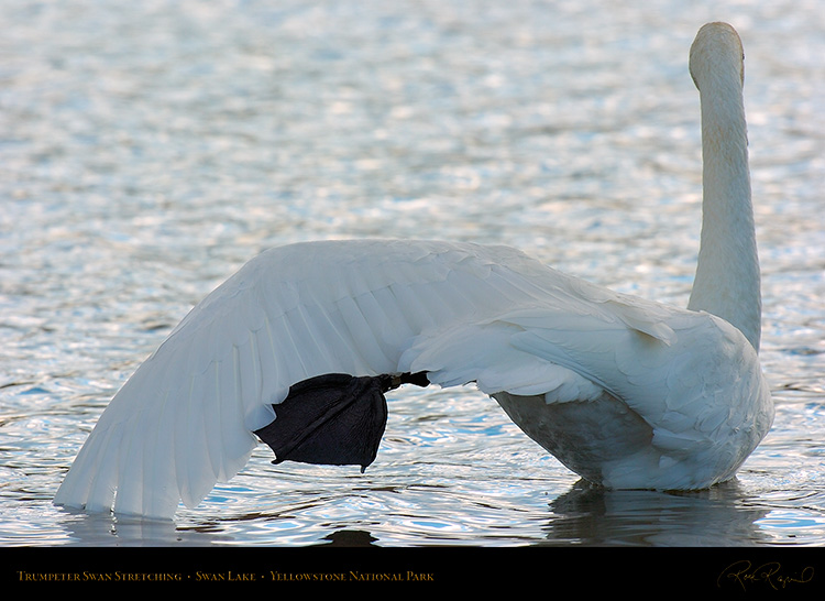 TrumpeterSwan_Stretching_9830