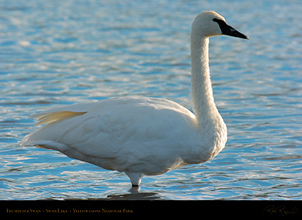 TrumpeterSwan_SwanLake_9854