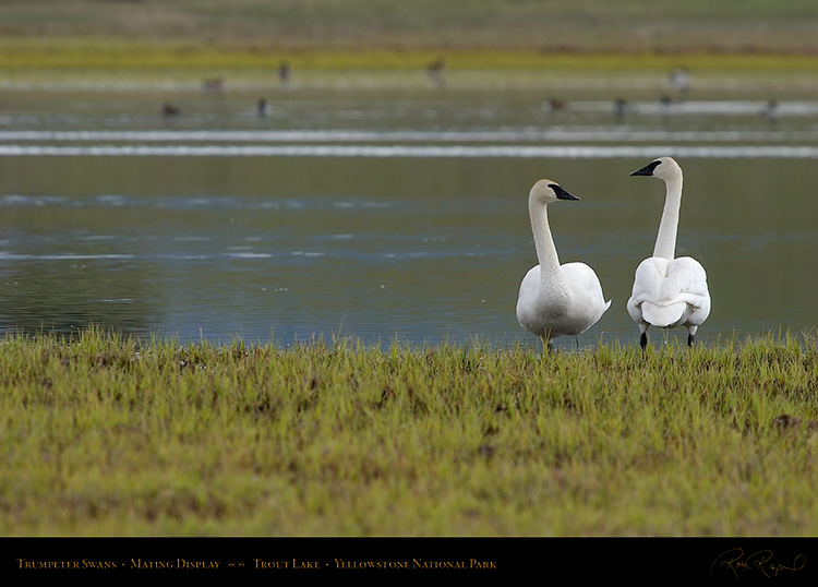 TrumpeterSwans_MatingDisplay_7328