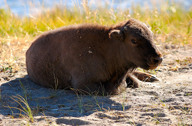 BisonJuvenile_FireholeRiver_9079