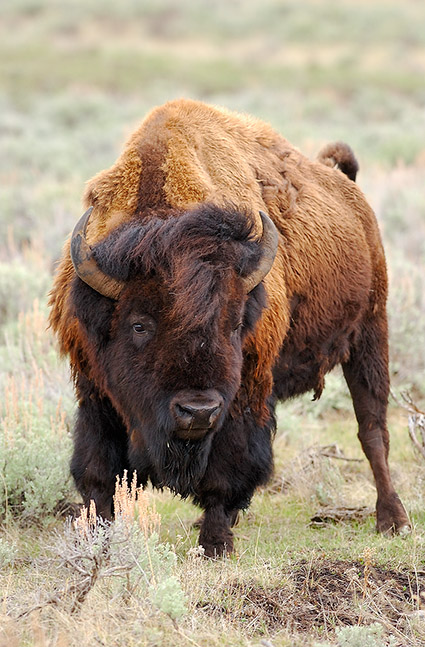 Bison_LamarValley_6004