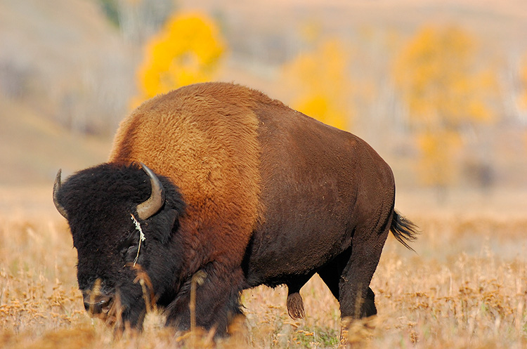 Bison_LamarValley_8482