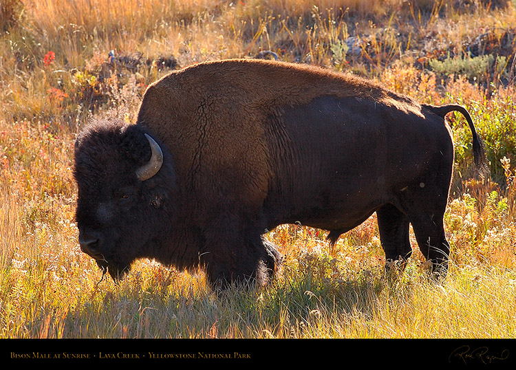 Bison_atSunrise_LavaCreek_9872