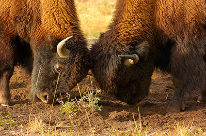 BisonFight_MadisonJunction_0971