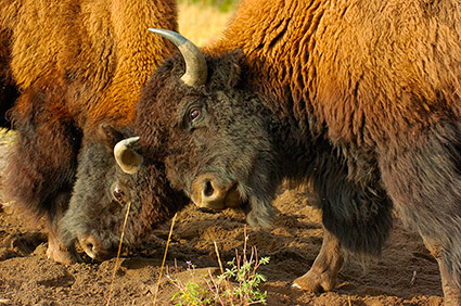 BisonFight_MadisonJunction_0980