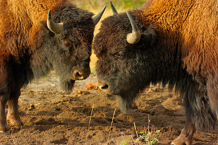 BisonFight_MadisonJunction_0986