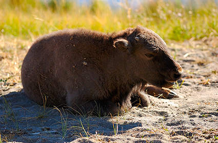 BisonJuvenile_FireholeRiver_9088