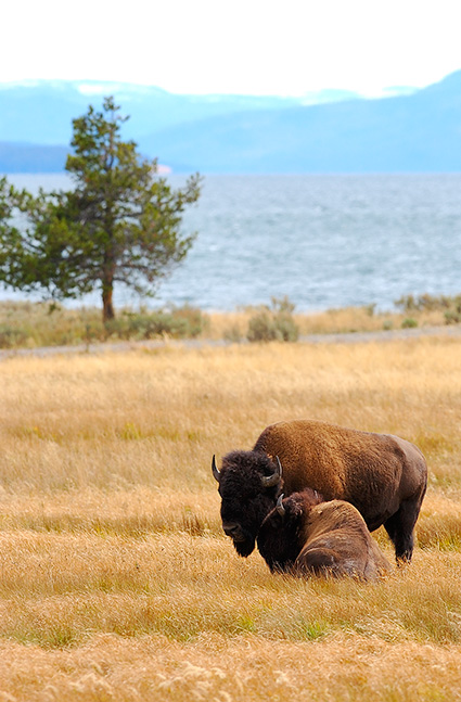 Bison_YellowstoneLake_8660