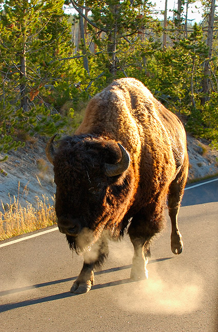 Bison_in_theRoad_atSunrise_1238
