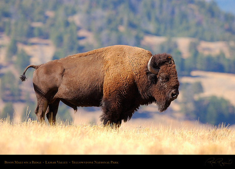 Bison_LamarValley_0866