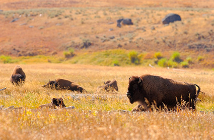 Bison_LamarValley_9913