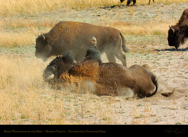 Bison_Wallow_HaydenValley_0478