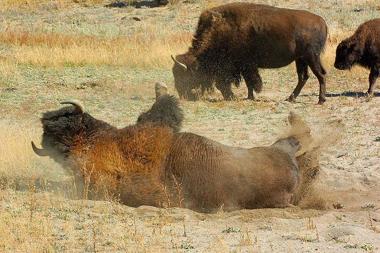 Bison_Wallow_HaydenValley_0485