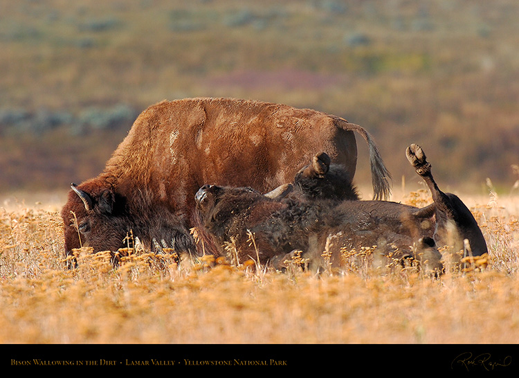 Bison_Wallow_LamarValley_8472