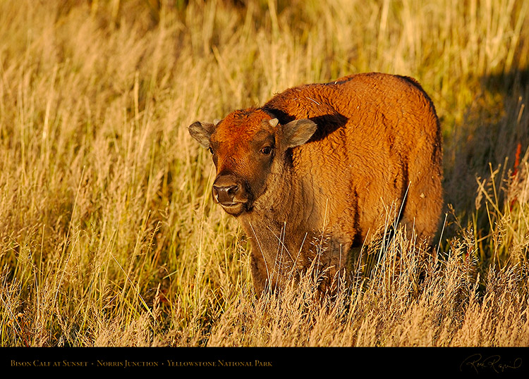 BisonCalf_atSunset_NorrisJunction_9851