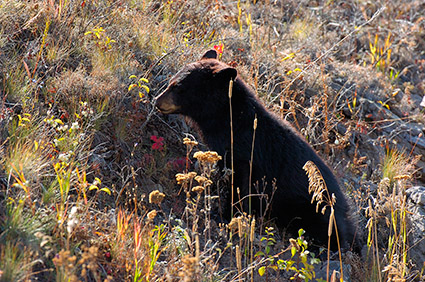 BlackBearCub_RooseveltLodge_8557