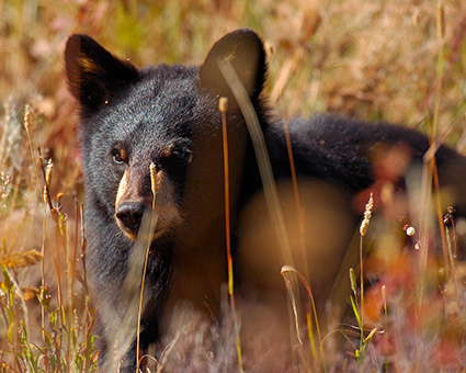 BlackBearCub_RooseveltLodge_8891M