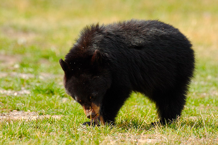 BlackBearCub_RooseveltLodge_9123