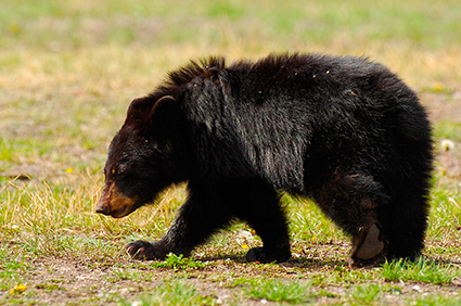 BlackBearCub_RooseveltLodge_9148