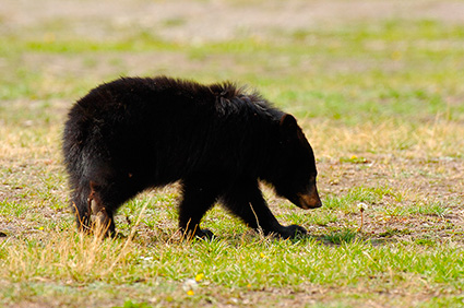 BlackBearCub_RooseveltLodge_9167