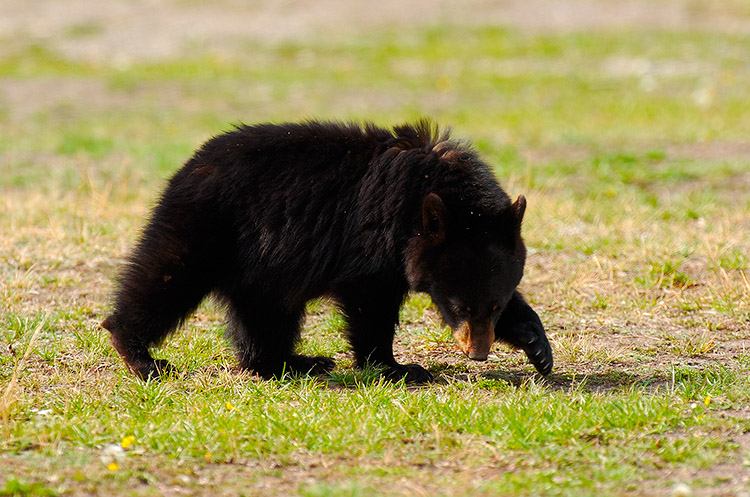 BlackBearCub_RooseveltLodge_9171