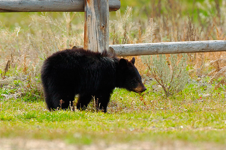 BlackBearCub_RooseveltLodge_9219