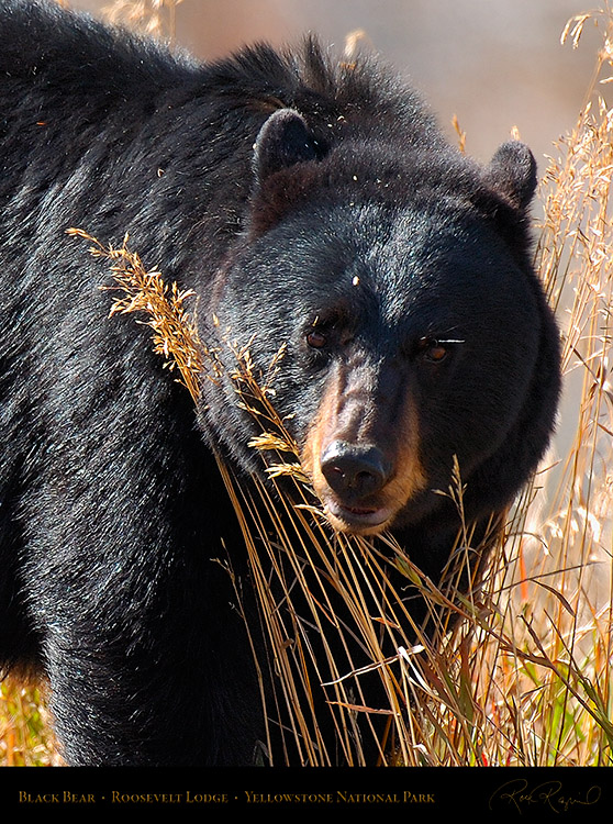 BlackBear_RooseveltLodge_8577c