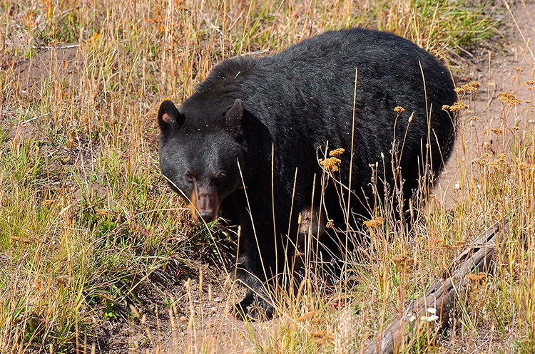 BlackBear_RooseveltLodge_8841