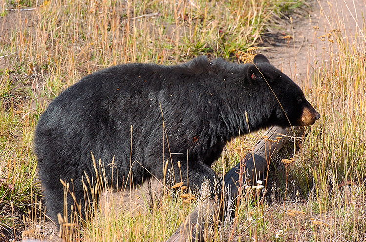 BlackBear_RooseveltLodge_8848