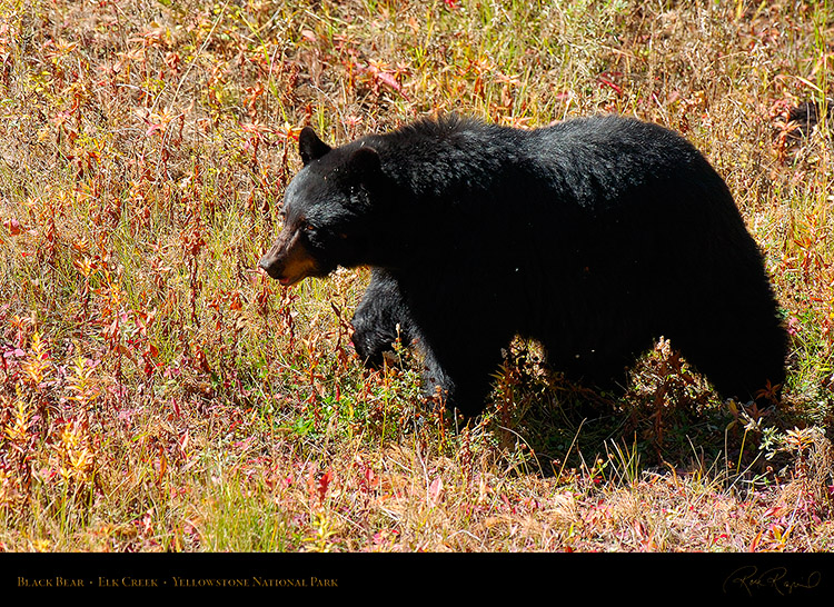 BlackBear_ElkCreek_8221